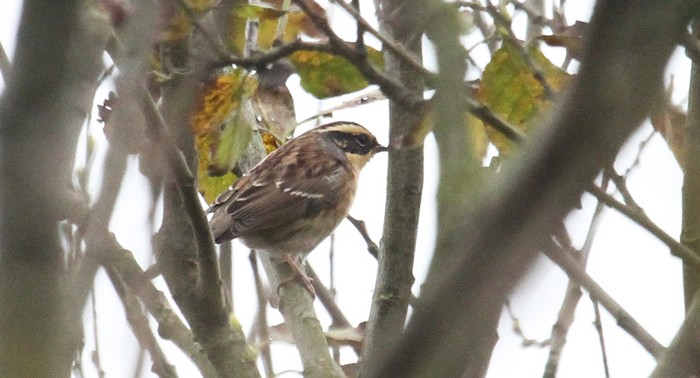 Siberian Accentor