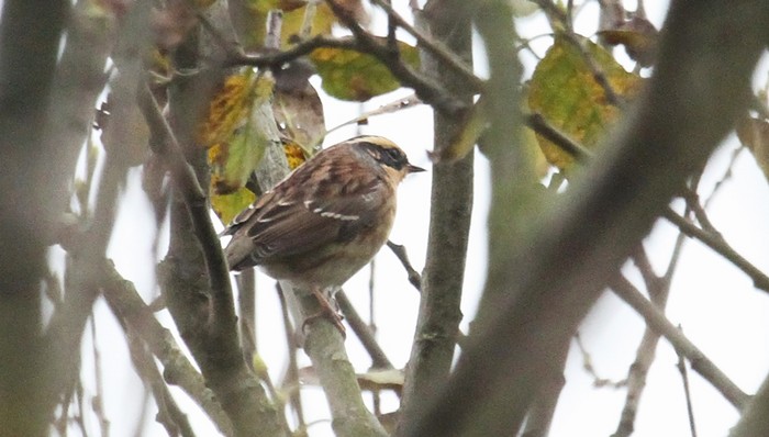 Siberian Accentor