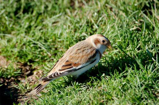 Snow Bunting
