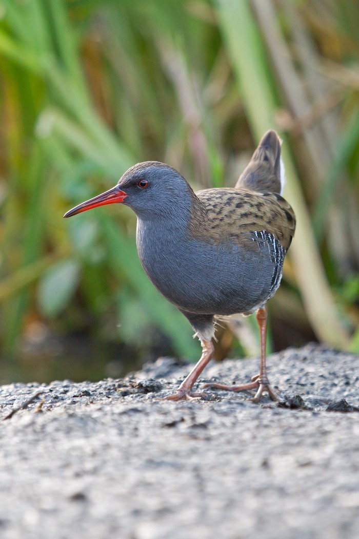 Water Rail