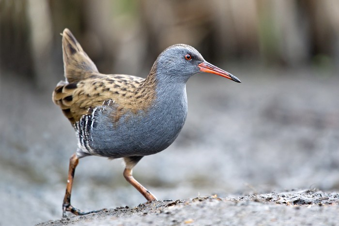 Water Rail