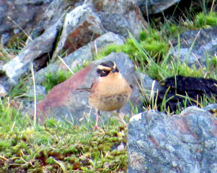 Siberian Accentor