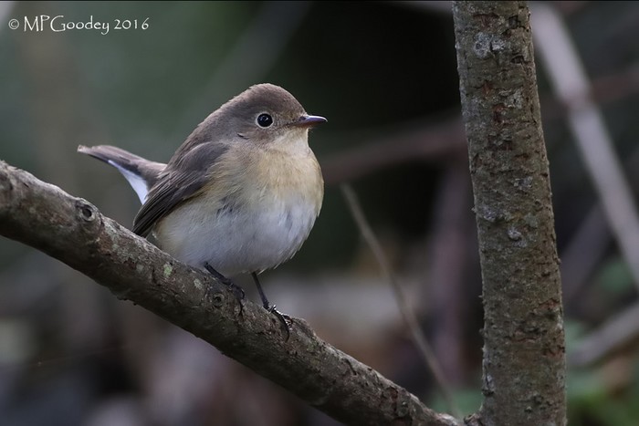 Red-breasted Flycatcher