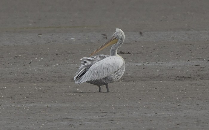 Dalmatian Pelican