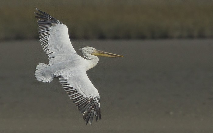 Dalmatian Pelican