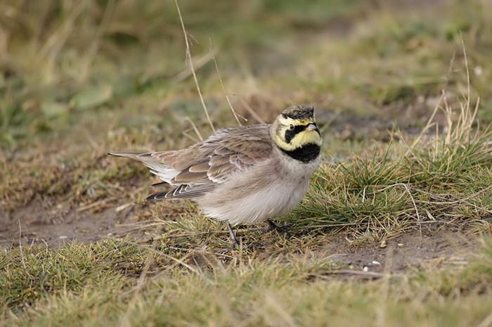 Shorelark