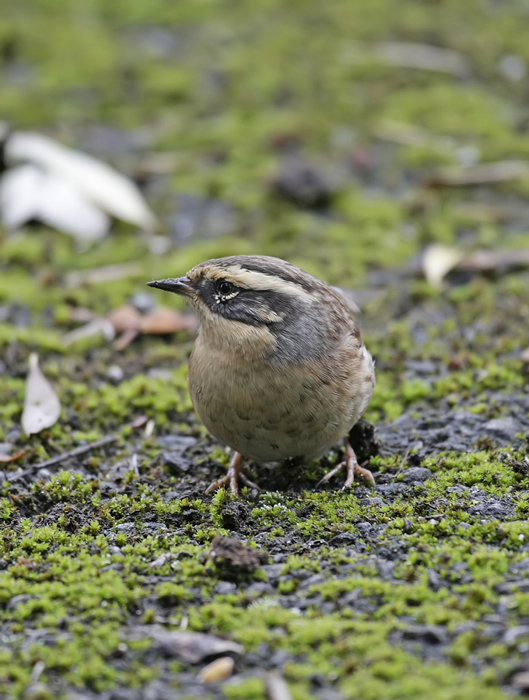 Siberian Accentor