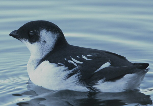 Little Auk