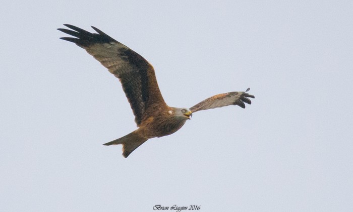 Red Kite