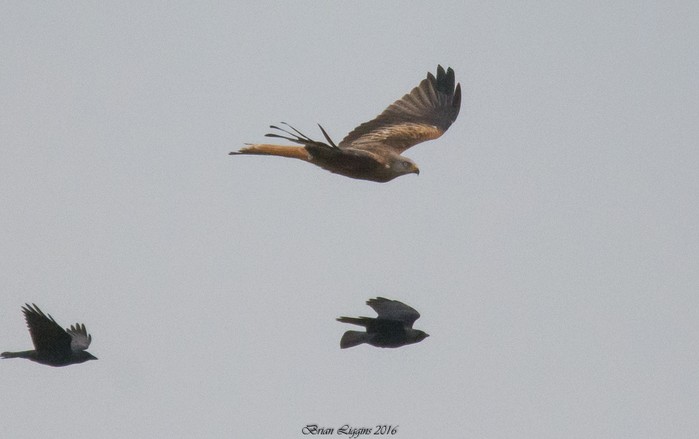 Red Kite
