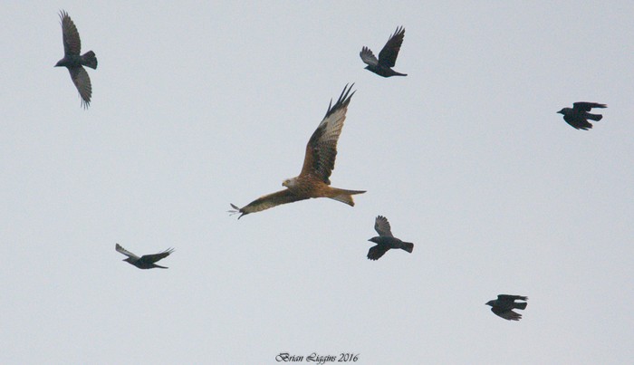 Red Kite