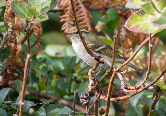 Yellow-browed Warbler