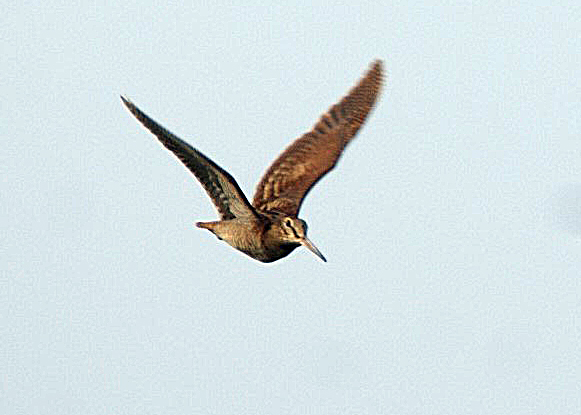 Woodcock
