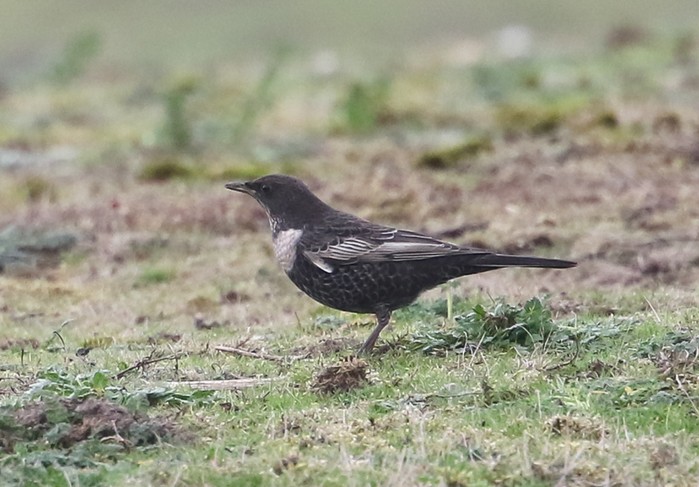 Ring Ouzel