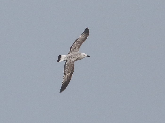 Caspian Gull