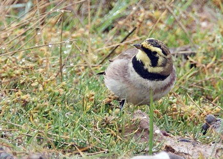 Shorelark