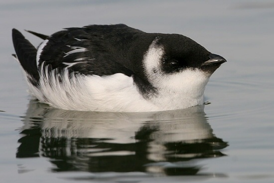 Little Auk