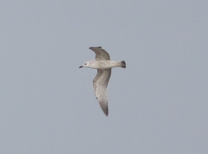 Caspian Gull