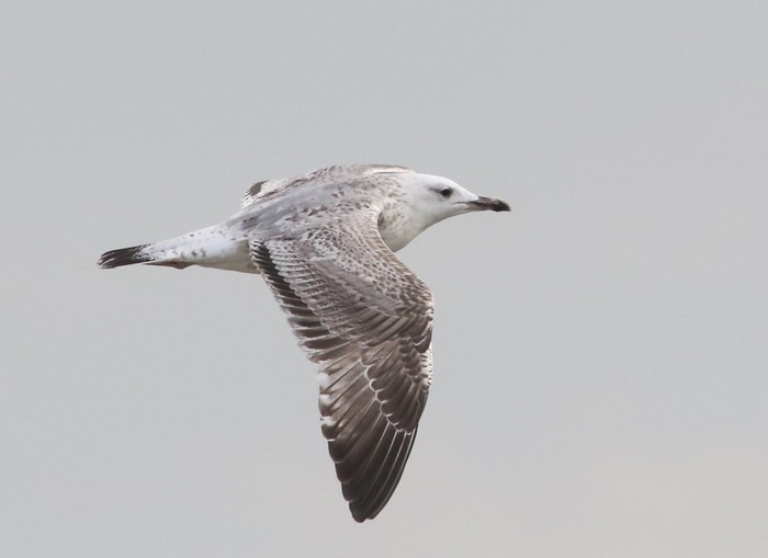 Caspian Gull