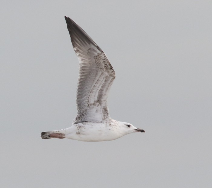 Caspian Gull