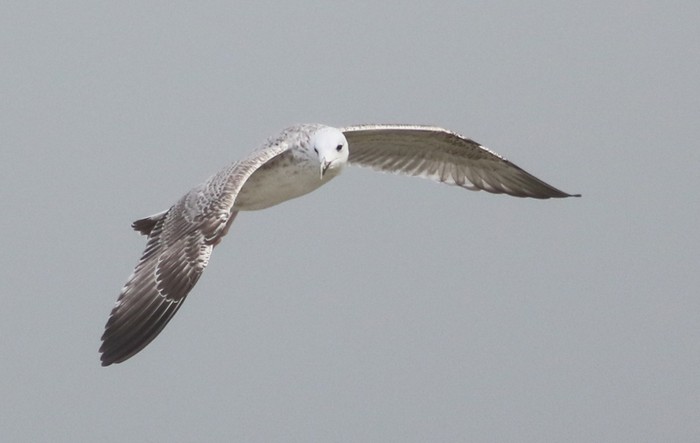 Caspian Gull