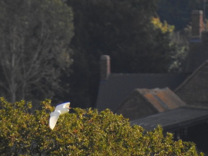 Cattle Egret