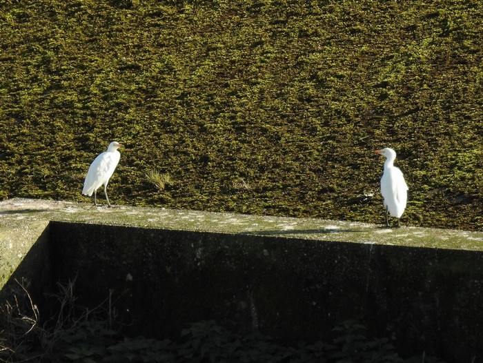 Cattle Egret