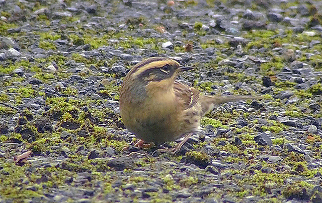 Siberian Accentor