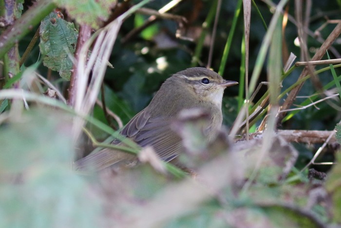 Radde's Warbler