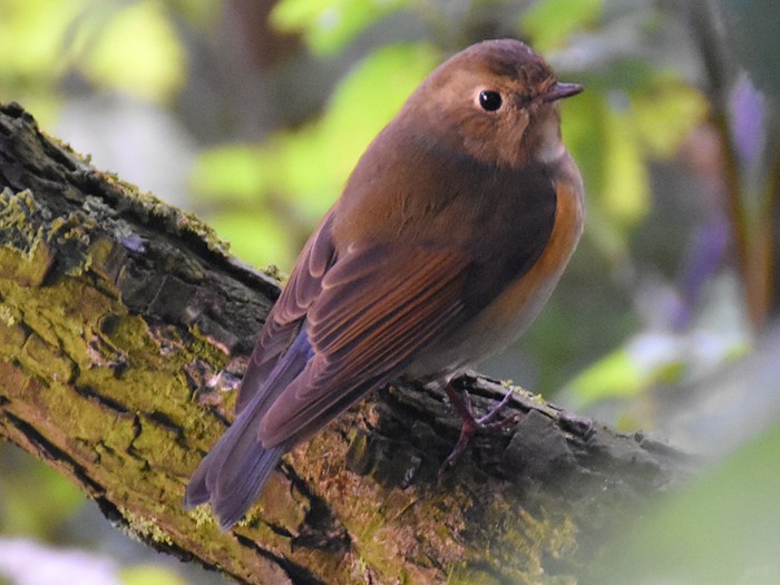 Red-flanked Bluetail