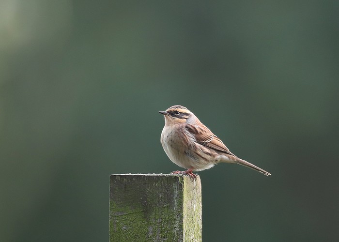 Siberian Accentor