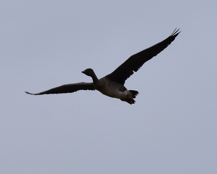 Tundra Bean Goose