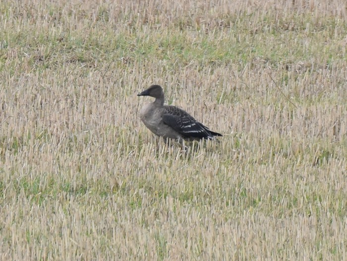 Tundra Bean Goose