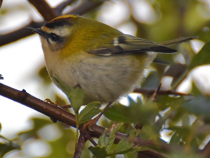 Firecrest