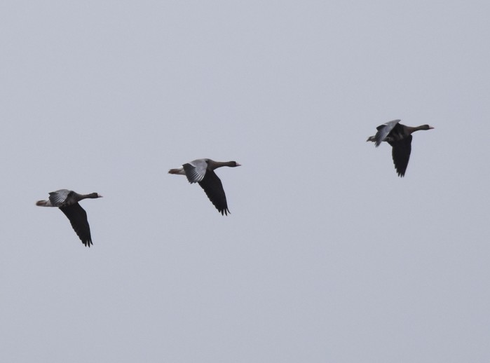 Eurasian White-fronted Goose