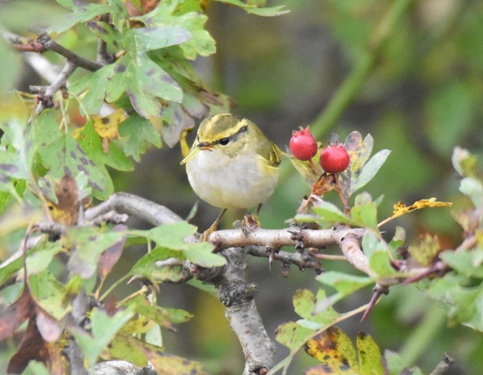 Pallas's Warbler