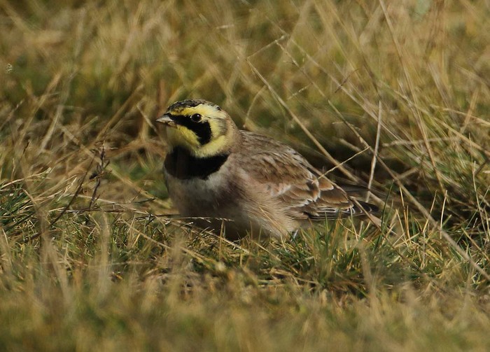 Shorelark