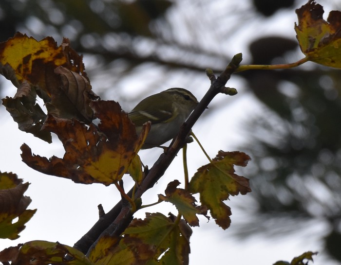 Yellow-browed Warbler