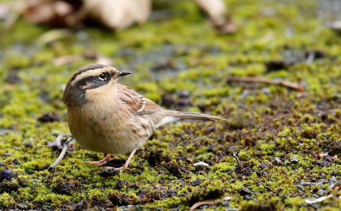Siberian Accentor