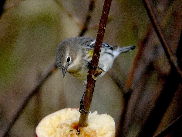 Myrtle Warbler