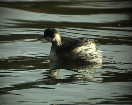 Black-necked Grebe
