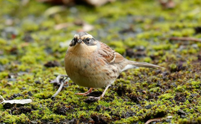 Siberian Accentor