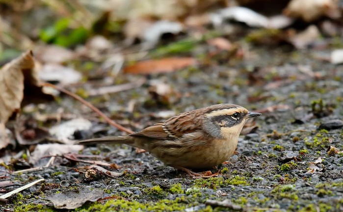 Siberian Accentor