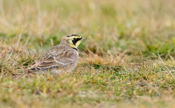 Shorelark