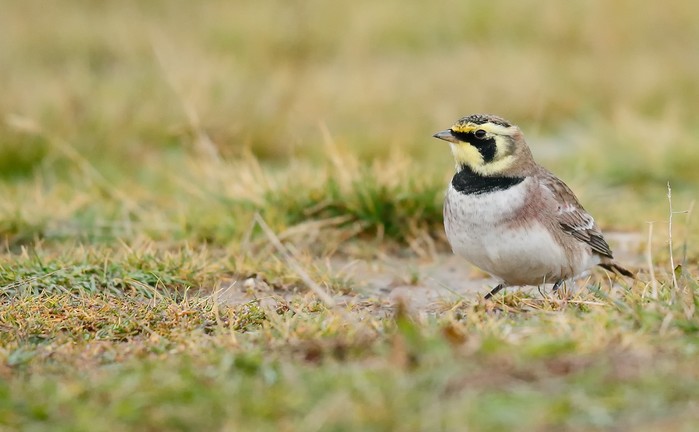 Shorelark