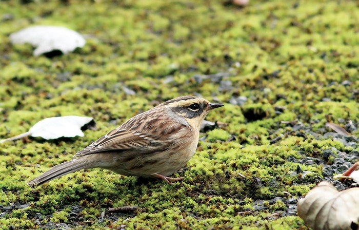 Siberian Accentor