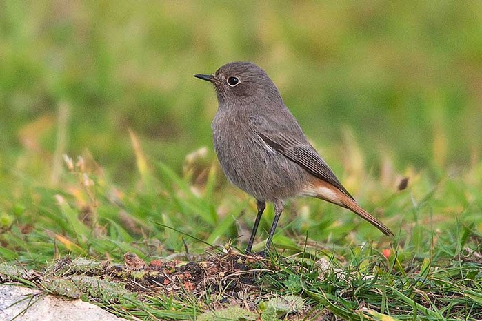 Black Redstart