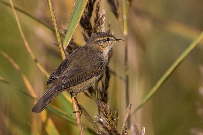 Dusky Warbler