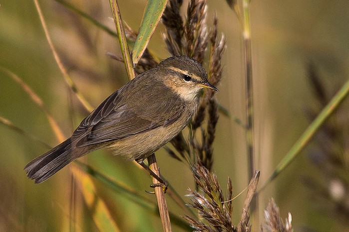 Dusky Warbler