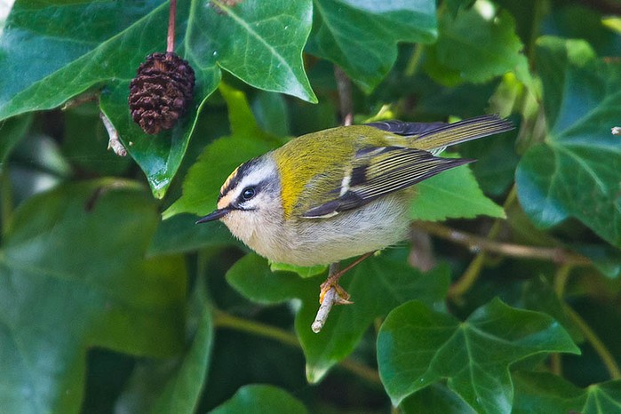 Firecrest